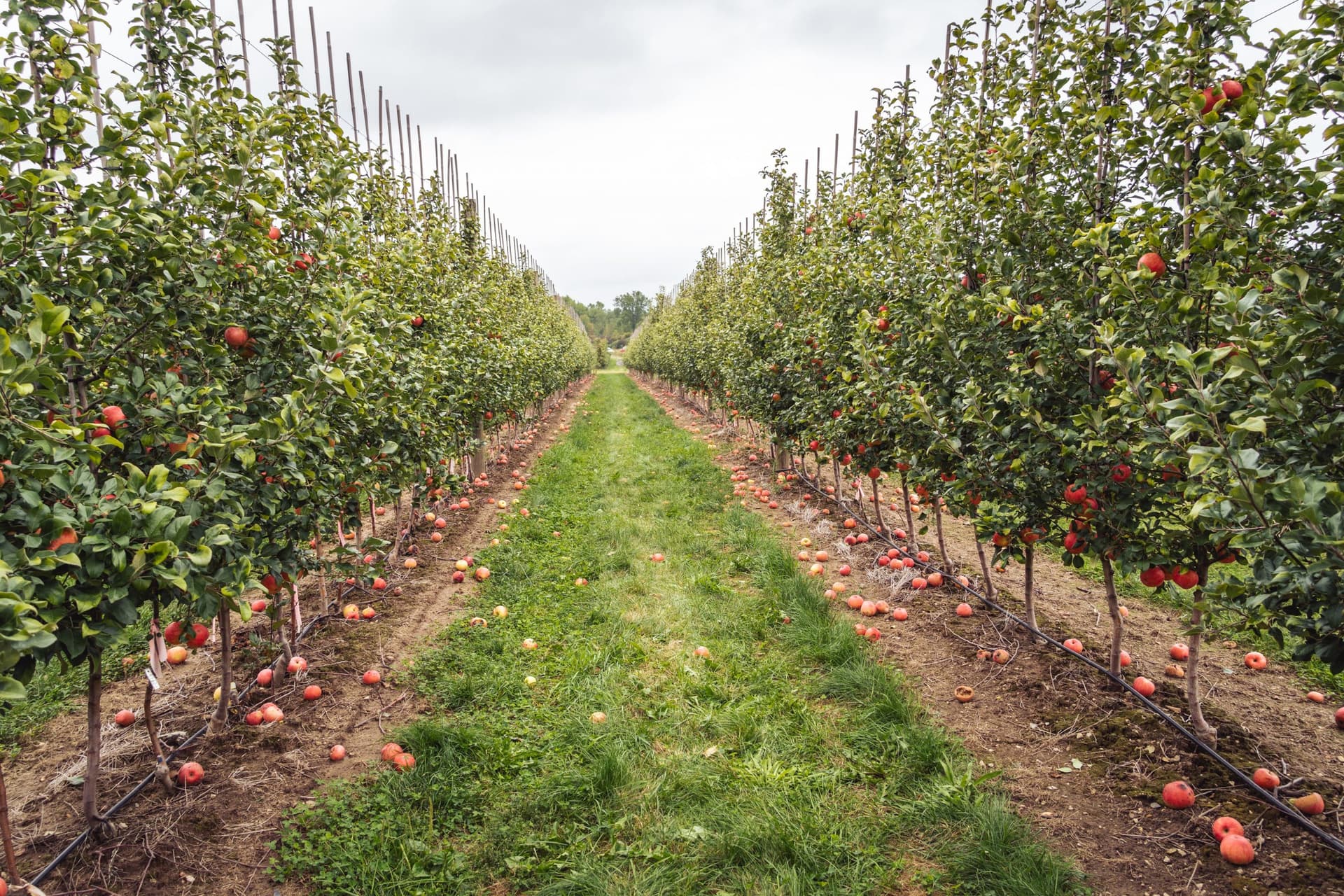 4 Gilcrease Orchard