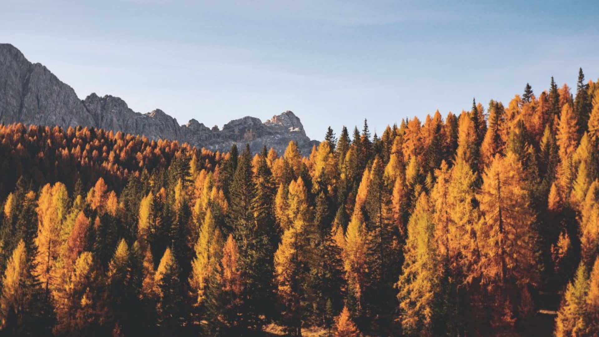 Elysian Living Fall Header