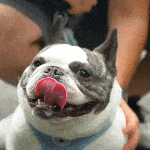 elysian-dog-gif