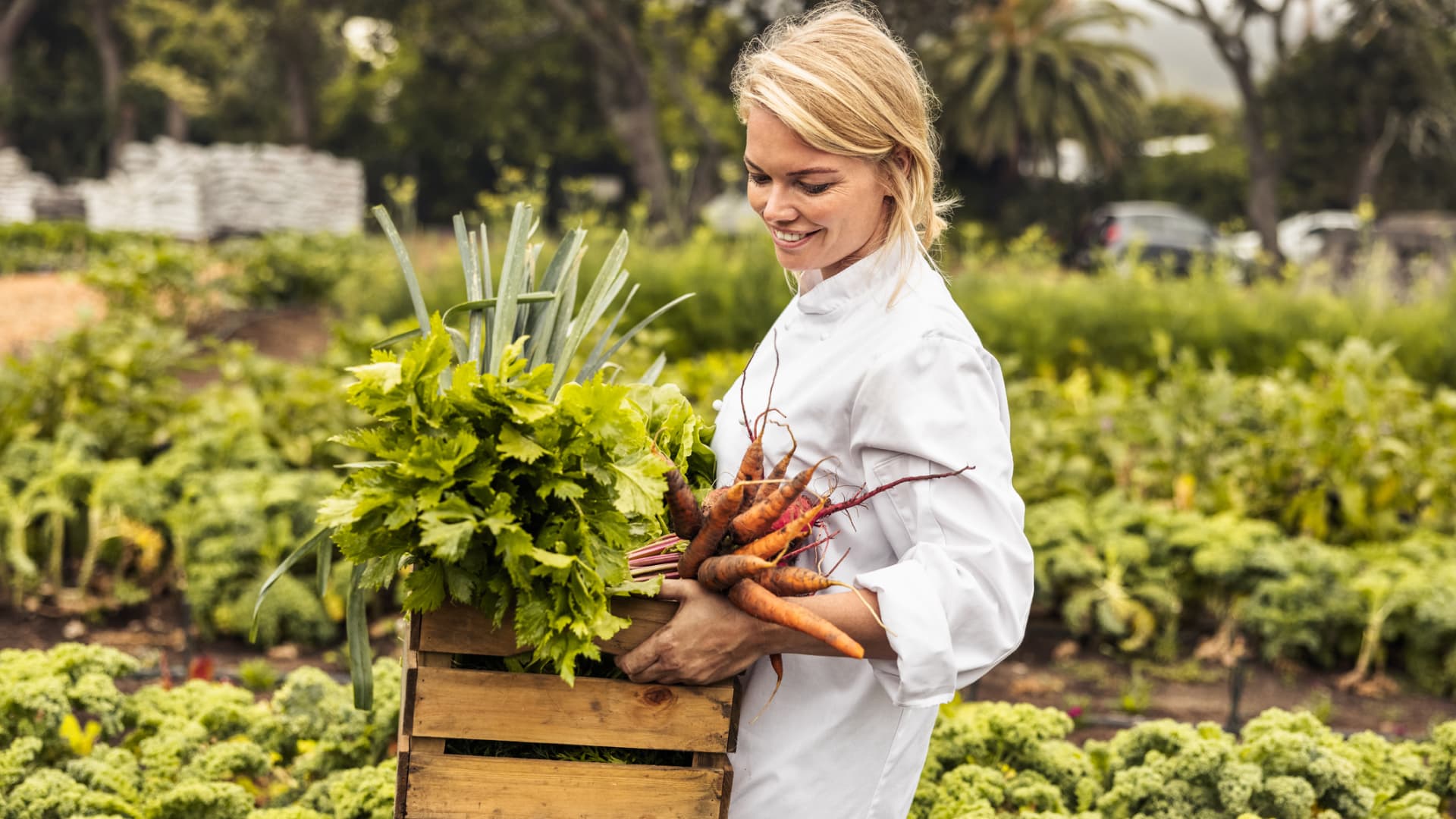 Farmer collecting vegatables