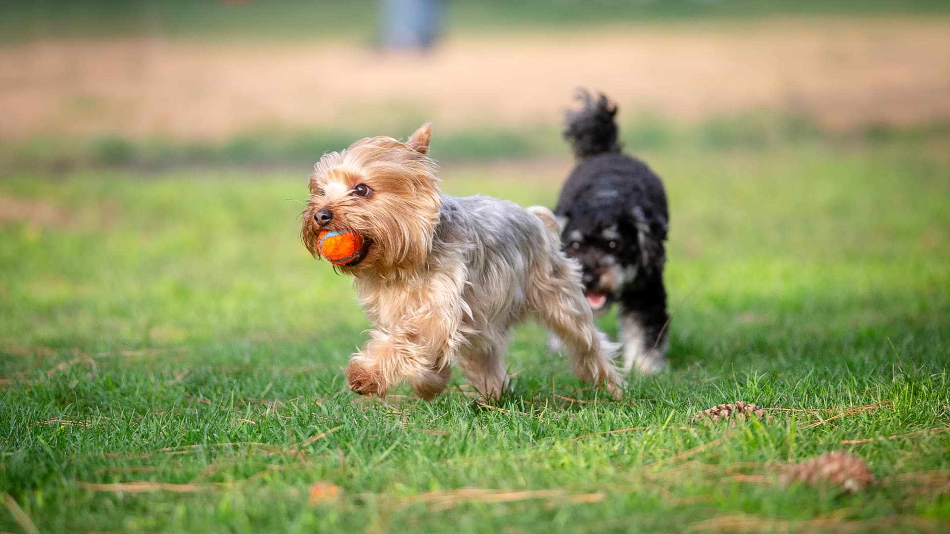 dog running with ball in his mouth