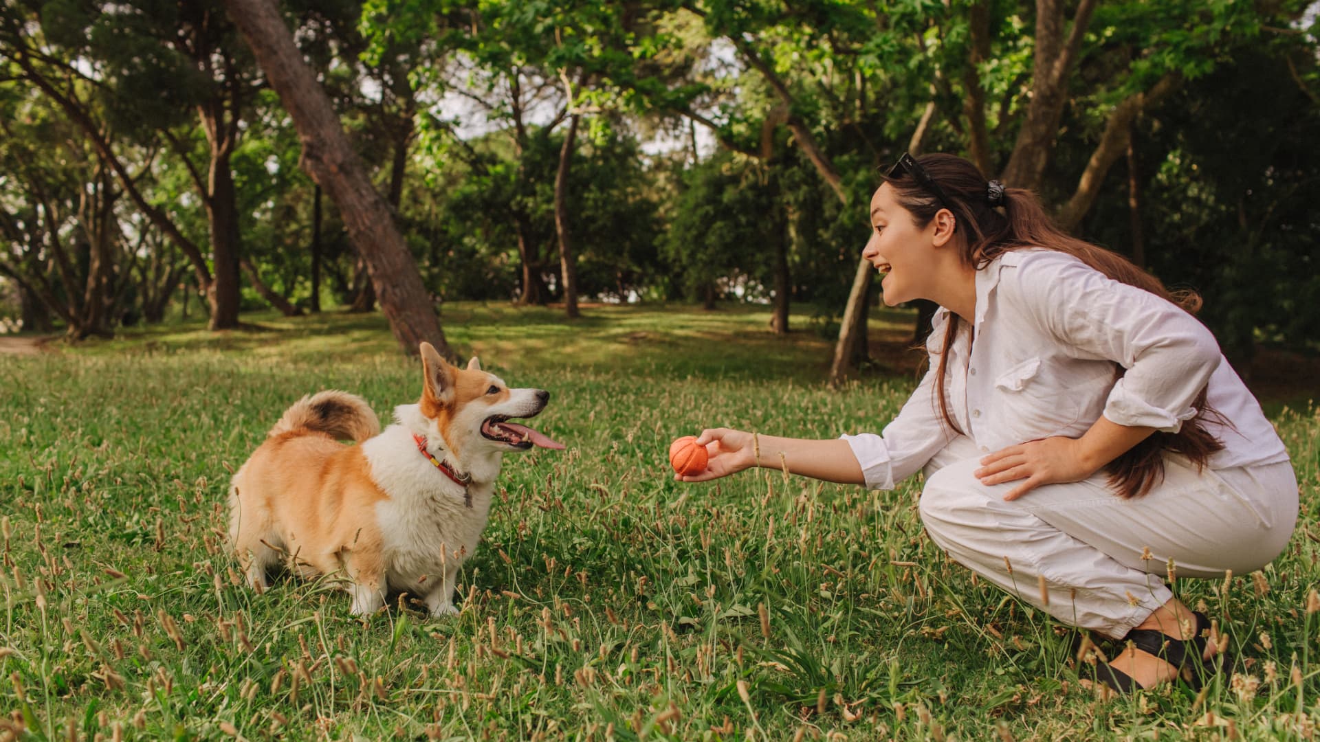 dog looking at a ball in a persons hand